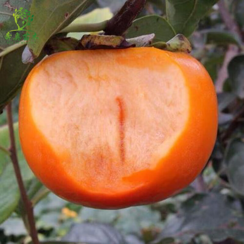 柿子苗嫁接柿子树苗脆甜柿子苗耐寒盆栽地栽南方北方种植当年结果 脆