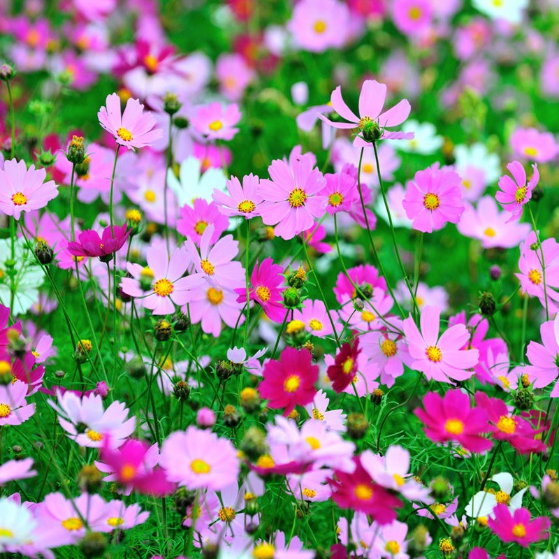 查询花草林木类历史价格的软件|花草林木类价格走势图