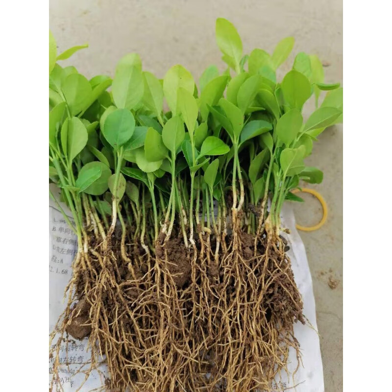 柠檬苗土柠檬幼苗红芽柠檬芽苗柠檬直生苗小叶柠檬保湿保鲜 当年柠檬