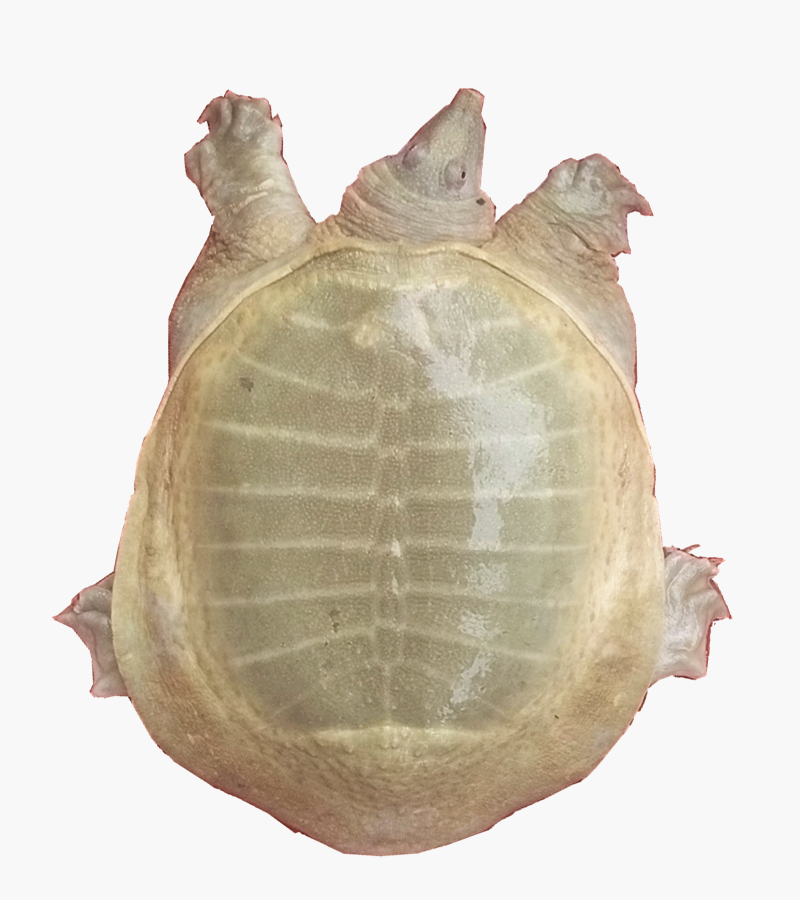 1-1.5斤团鱼新鲜土鳖