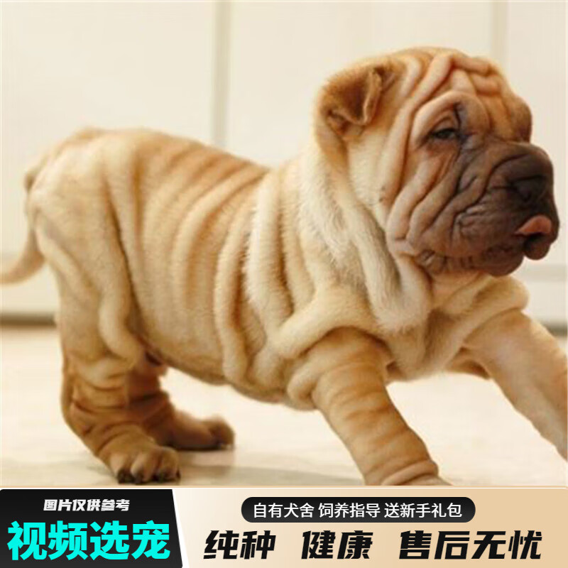 宠六福纯种沙皮犬幼犬宠物狗狗活体小狗活物幼崽 宠物级 公