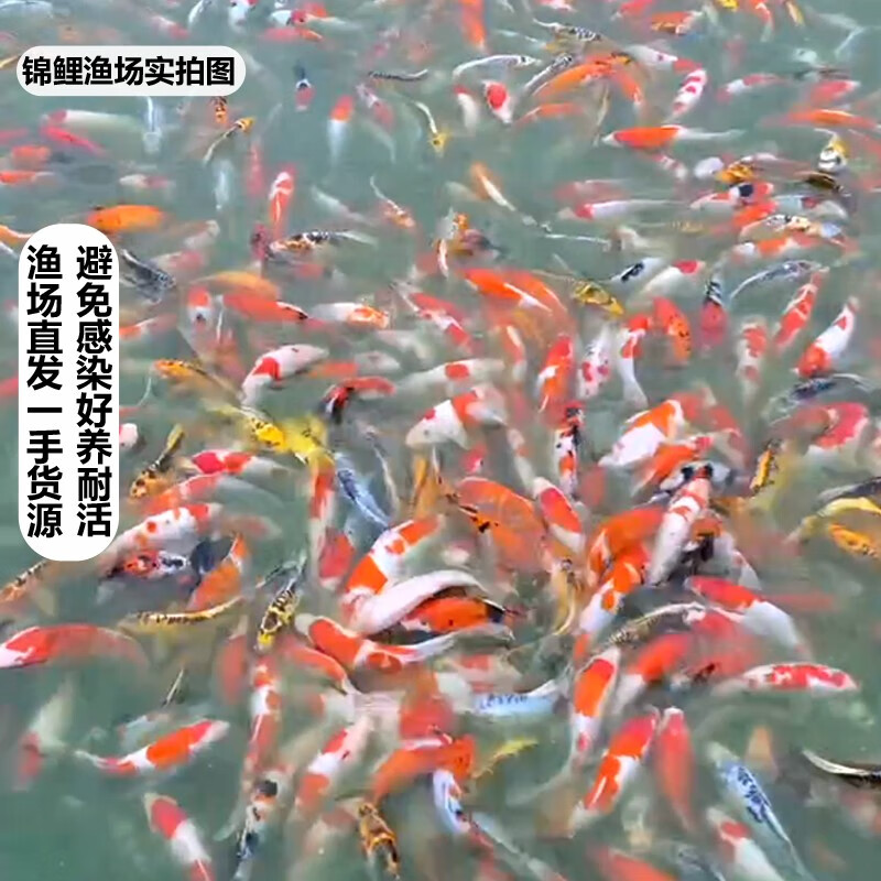 招财如意锦鲤冷水观赏鱼大型纯种精品红白三色招财鱼好养耐活风水鱼活鱼 十全十美（随机颜色10条可指定） 30-35cm