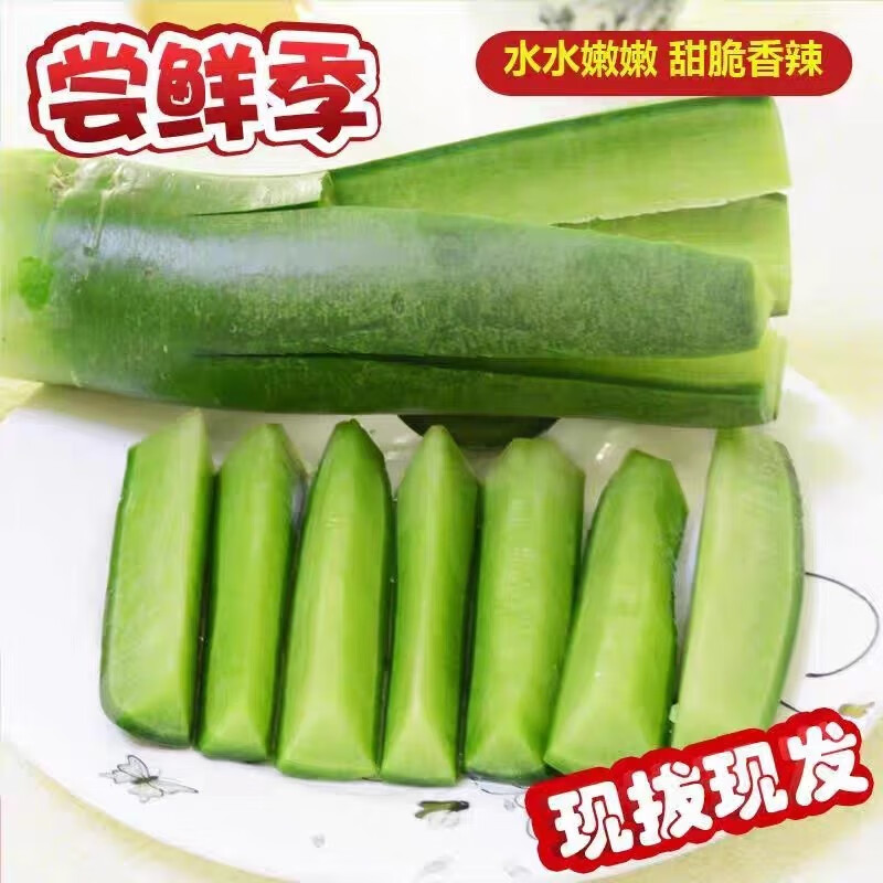 农大姐妹【顺丰】山东潍县水果萝卜 生吃潍坊萝卜 水果青萝卜脆甜微辣爽口 精选果 5斤