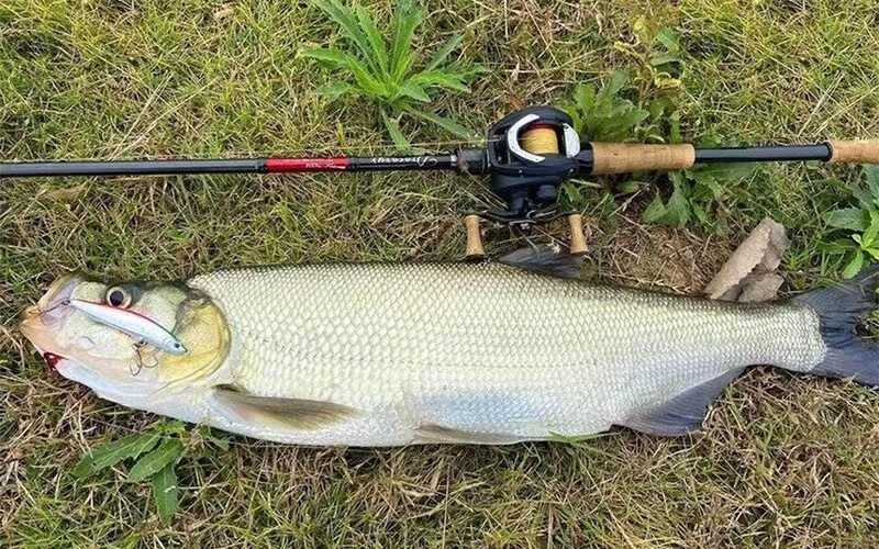 悦芳华 千岛湖淡水翘嘴鱼刁子鱼 新鲜白条白花大白刁翘嘴白鱼活鱼现杀