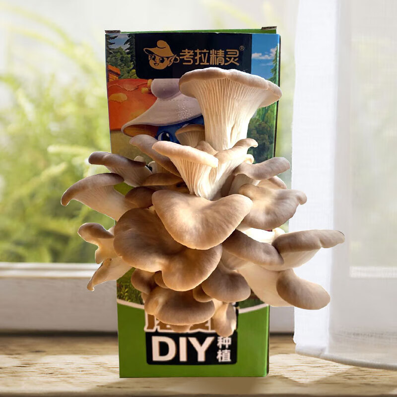 DIY考拉精灵蘑菇种植秀珍菇家庭幼儿园子游戏可食用两盒装 礼