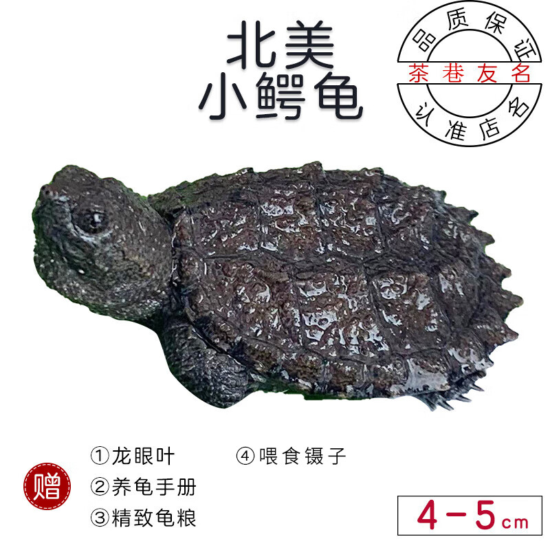 茶巷友名 北美小鳄龟杂佛鳄龟苗活物小乌龟宠物活泼外塘凶猛食用健康幼苗 北美小鳄龟(4-5cm)(精心挑选) 1只(单身贵族)(孤独胆小)怎么看?