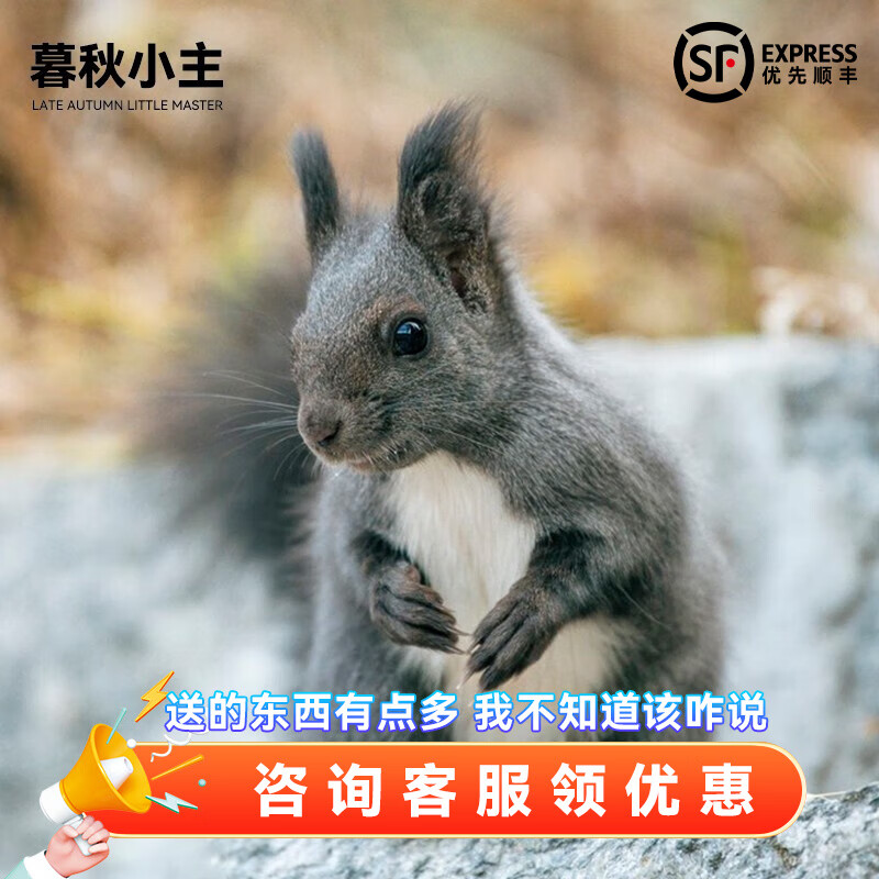 魔王松鼠亚成(公母备注)