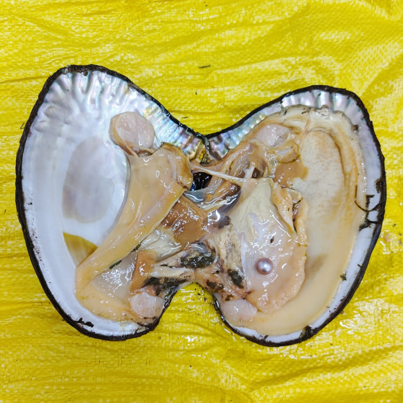 snqp珍珠蚌自己开 6年圆形大单珠蚌淡水单颗取妖紫色爱迪生鲜活珍珠 1