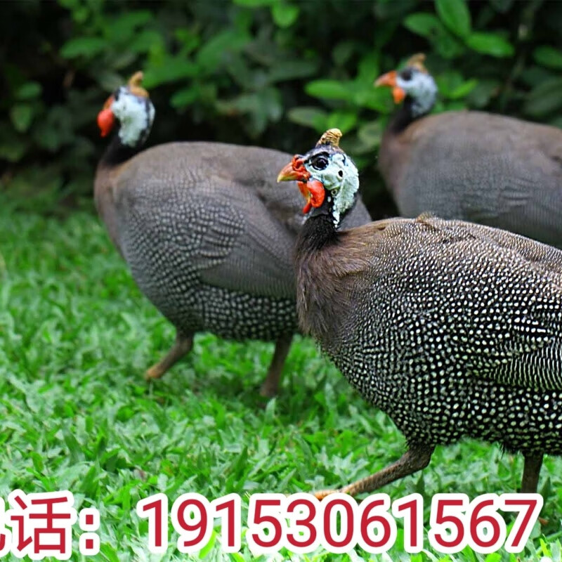 鸡活苗珍珠鸡苗珍珠鸡活苗半大鸡珍珠棉鸡活珍珠鸡珠鸡脱温苗