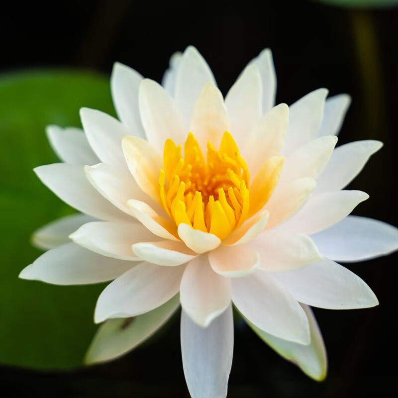 凝慧睡莲花苗池塘睡莲花水培植物四季莲花盆栽水养花卉荷花 白睡莲 不