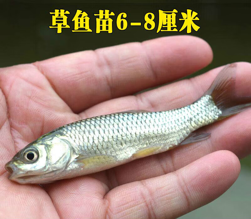 虹弦见草鱼苗淡水活体小鱼苗好养殖食用活物冷水观赏鱼特大全草鱼活