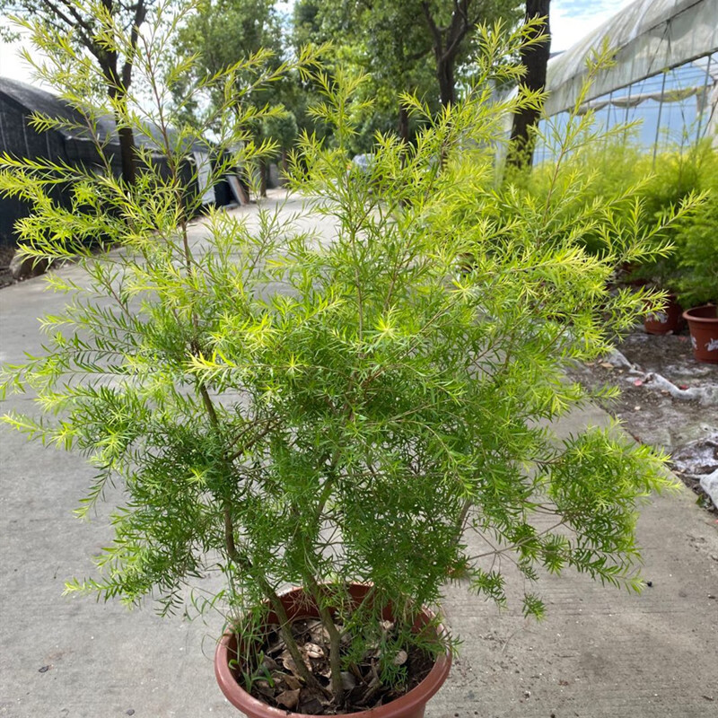 百婉集 四季常绿金叶树苗耐寒耐旱黄金香柳盆栽千层金彩叶柳树庭院