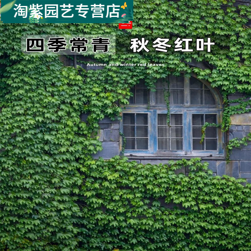 拾爱爬山虎苗攀爬藤植物庭院户外室内三叶红色爬山虎苗四季不落叶花卉