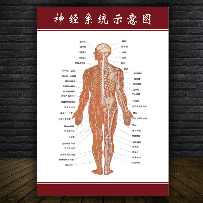 面部肌肉图人体骨骼结构挂图肌肉示意图全身图  90x 10-神经示意图 80