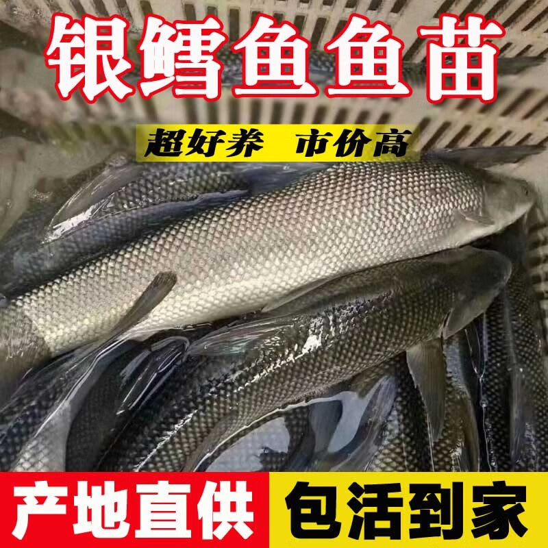 银鳕鱼淡水养殖活体食用名贵鱼种团头魮锥首魮观赏鱼大 2条8-10cm银