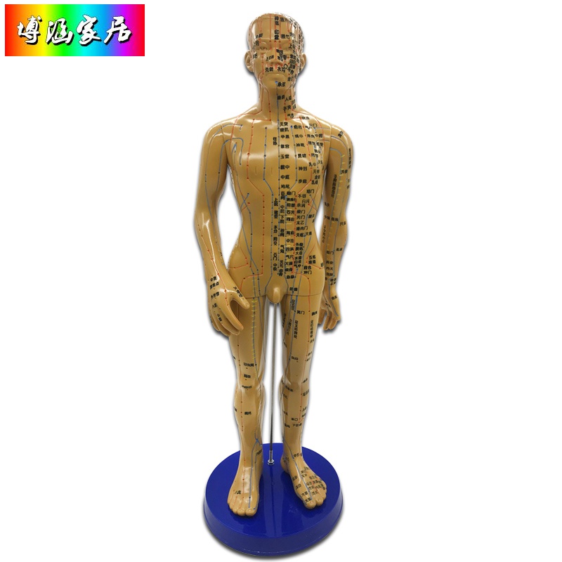 人体经络穴位图道具 穴位人形中医真人高清模型针灸练习模具人模可