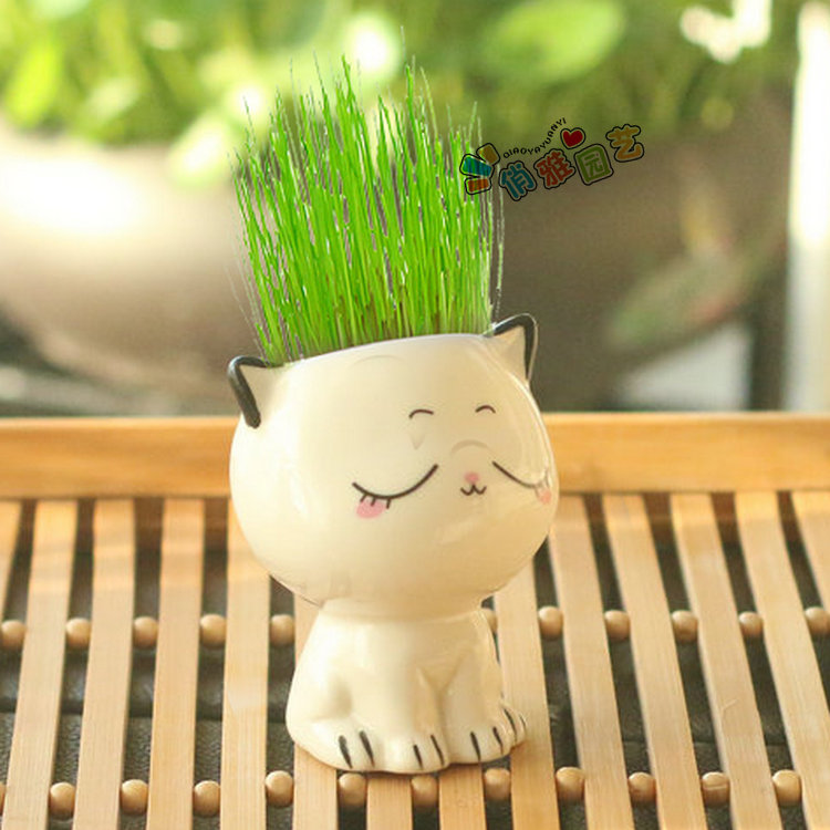 卉双幼儿园儿童种植小盆栽摆件桌面迷你可爱草头娃娃diy自种长草植物t