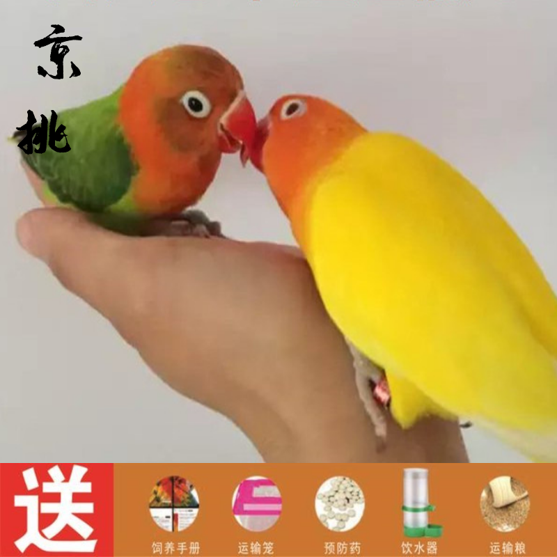 牡丹鹦鹉活体说话鸟手玩鸟活体 黄金丝 绿金丝(一公一母 新手大礼包