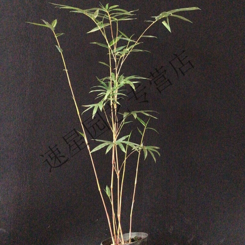 红观音竹盆景桌面绿植书房茶桌阳台小盆栽室内庭院装饰红寒竹米竹 红