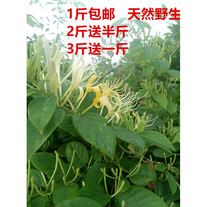 金银花藤忍冬藤宝宝痱子癣洗澡新鲜现采 500克