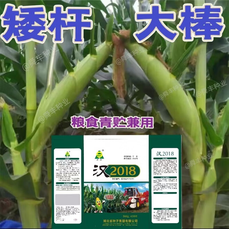 细辛批发玉米种子国审矮杆大棒红轴抗倒抗涝不空棵活杆成熟 一亩地