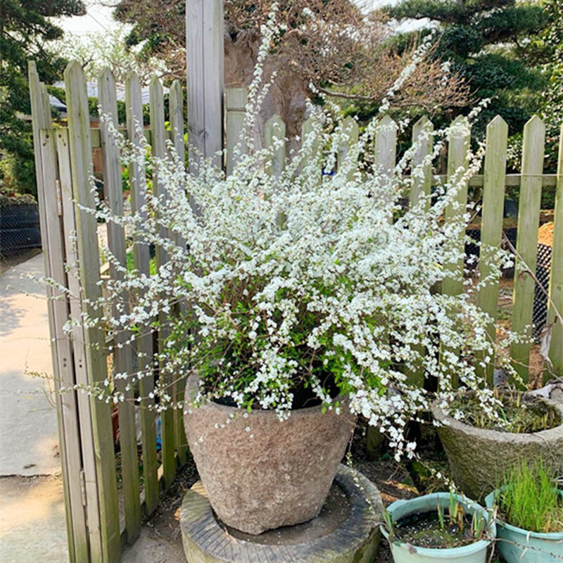 盆栽喷雪花室内外耐寒好养的花卉耐热庭院阳台种植雪柳垂吊绿植物