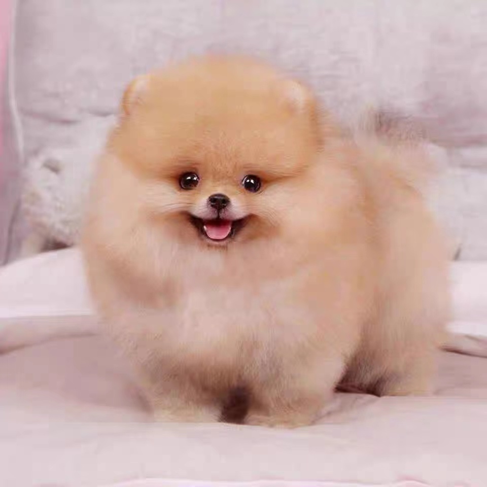 博美犬博美幼犬茶杯犬白色宠物狗活体长不大的可爱茶杯狗搏美哈多利系