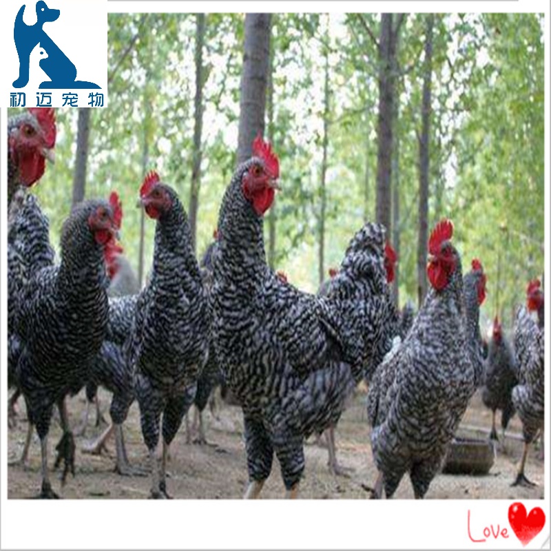 淼然阁芦花鸡鸡苗芦花鸡活体脱温鸡苗鸡活苗公鸡母鸡土鸡苗包活到家