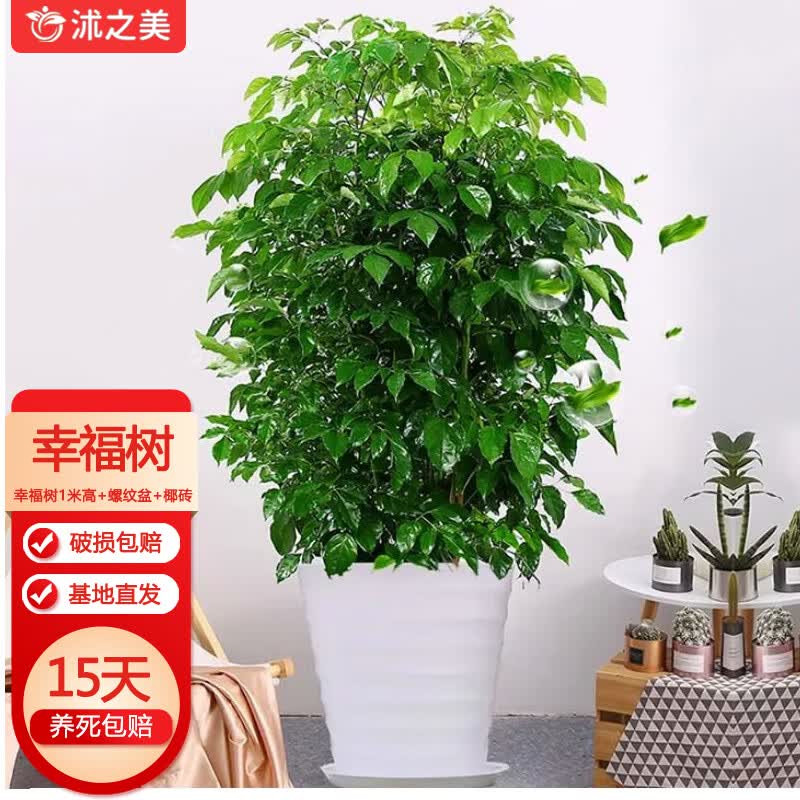 沭之美幸福树大型绿植室内花卉盆栽乔迁盆景  幸福树1米高+螺纹盆+椰砖怎么样,好用不?