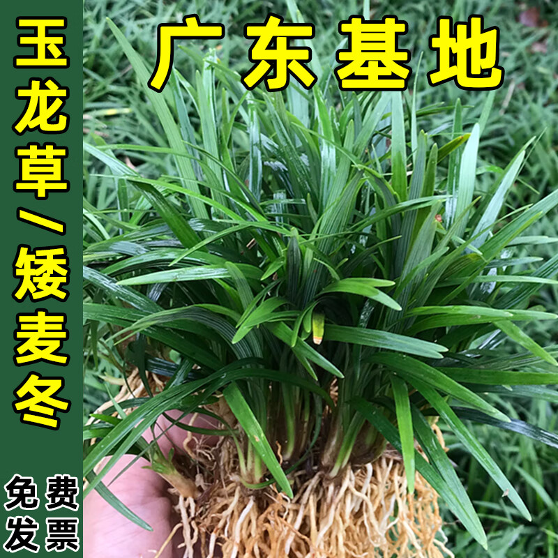 日本玉龙草矮麦冬草坪庭院别墅草平植物四季常青园林绿化麦冬草苗梦族庄园 10斤净草试种 10cm以下