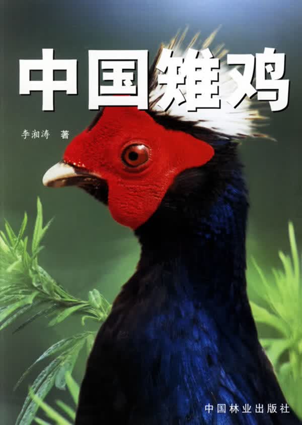 中国雉鸡属于什么档次？
