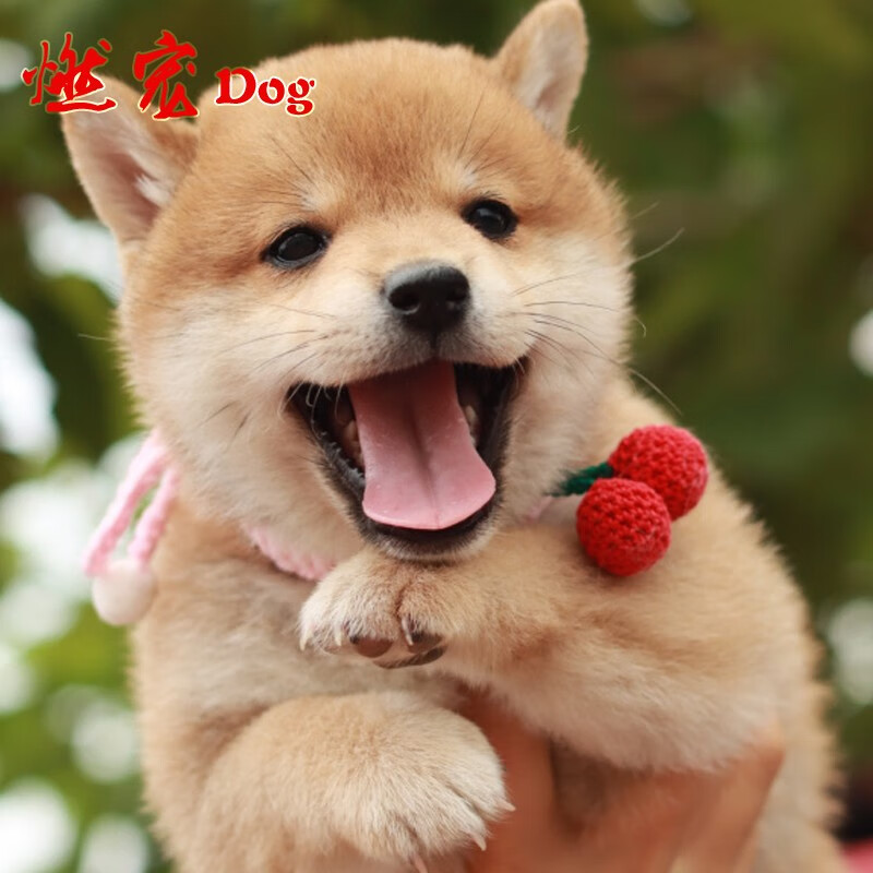 纯种柴犬宠物狗狗短毛犬赤柴多只可挑选免疫做齐健康中型犬温顺好养 b