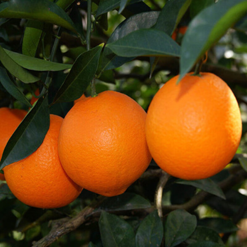 言清嫁接橙子树苗 橙子苗果树苗 南北方地栽盆栽庭院