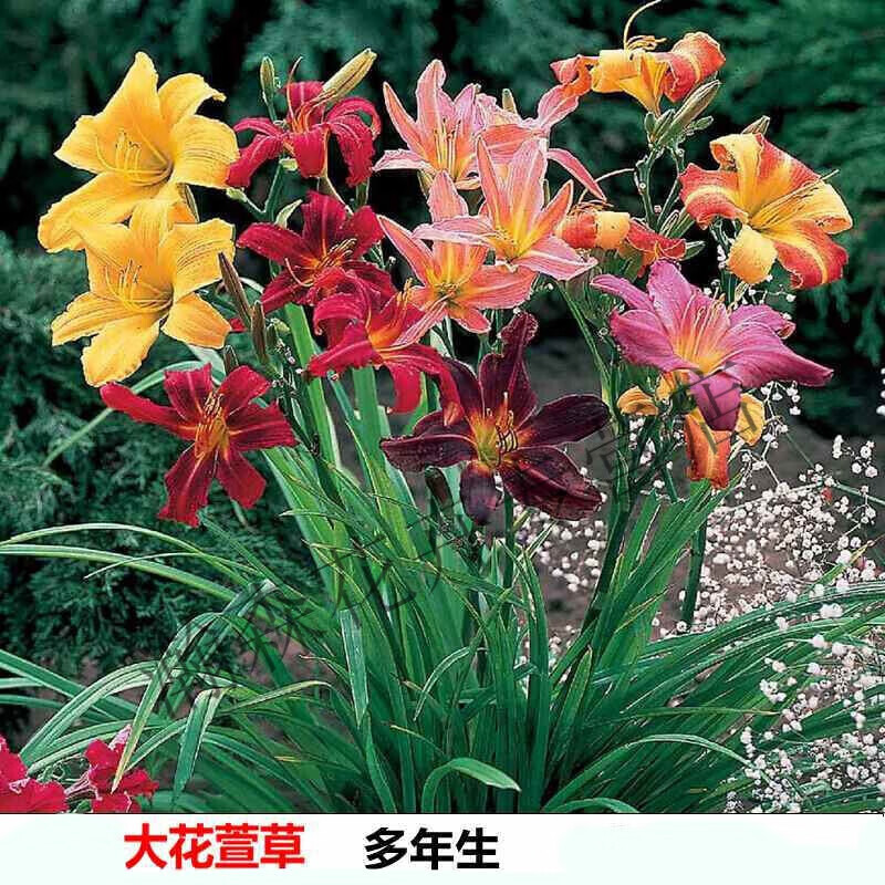 萱草花 忘忧草宿根耐寒金娃娃萱草花苗地被庭院阳台盆栽花卉 混色品种