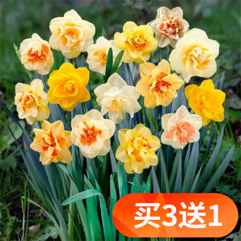 欧悟 带芽水仙花种球百合盆栽 水培土培水养室内盆栽绿植花卉水生植物 混色水仙花球5个+花盆+营养液高性价比高么？