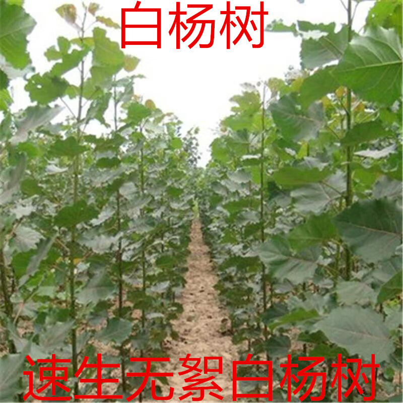 中華紅葉楊白楊樹苗107白楊速生苗3804無絮綠化植物造林工程苗 無絮速生楊3412 0.5公分1米左右