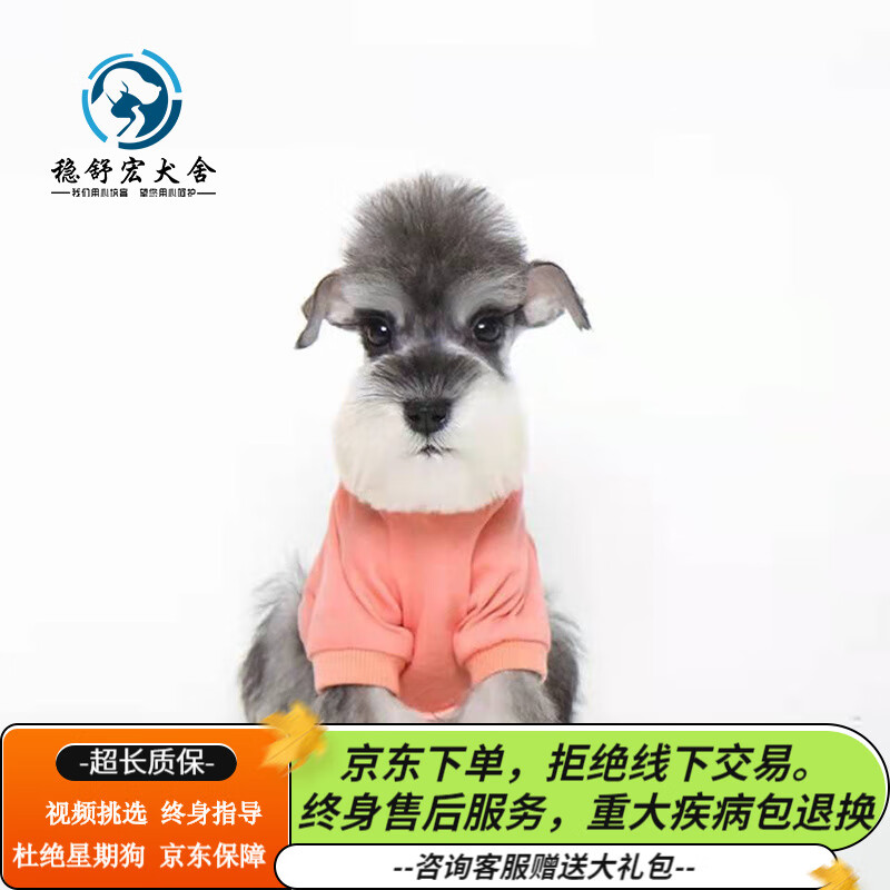 咯咪纯种雪纳瑞狗狗活体宠物狗小狗崽活物小型犬小狗狗迷你雪纳瑞幼犬