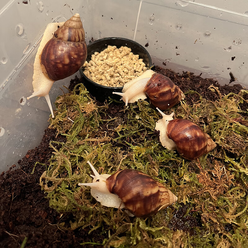 宠物白玉蜗牛活体巨型大蜗牛宠物观赏学生科学实验教学小蜗牛套装