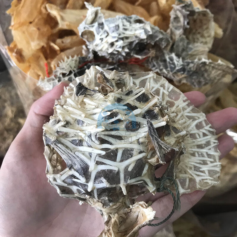 佳士禾深海小号刺龟鱼皮 海胆皮刺豚皮海干货煲汤高赞鱼500g