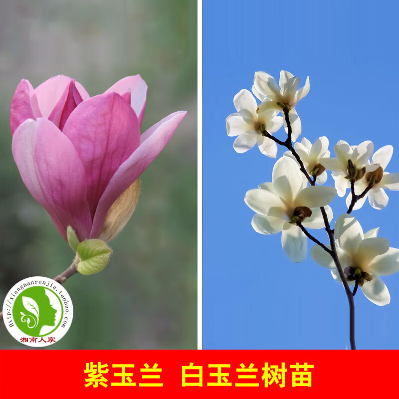 木兰花 相关京东优惠商品 价格图片品牌优惠券 虎窝购