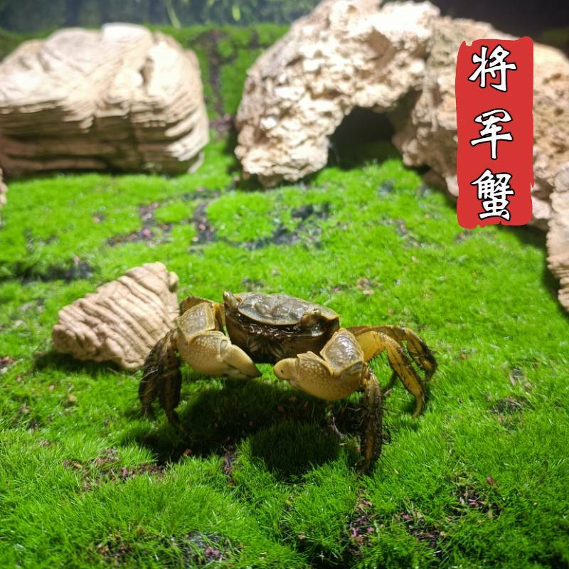 泽驭名宠将军蟹宠物相守蟹吃涡虫观赏蟹水族清洁除藻淡水螃蟹深水网红