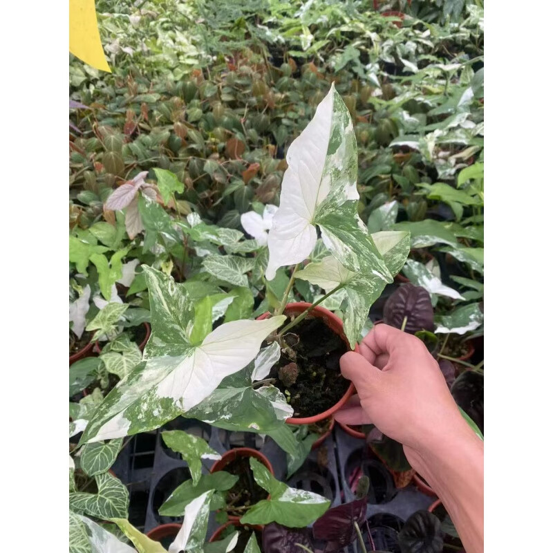 醉春木白錦合果芋牛奶紙屑花葉合果芋進(jìn)口白粉錦花錦花ins網(wǎng)紅綠植花卉 白錦合果芋單苗3-4葉 含盆