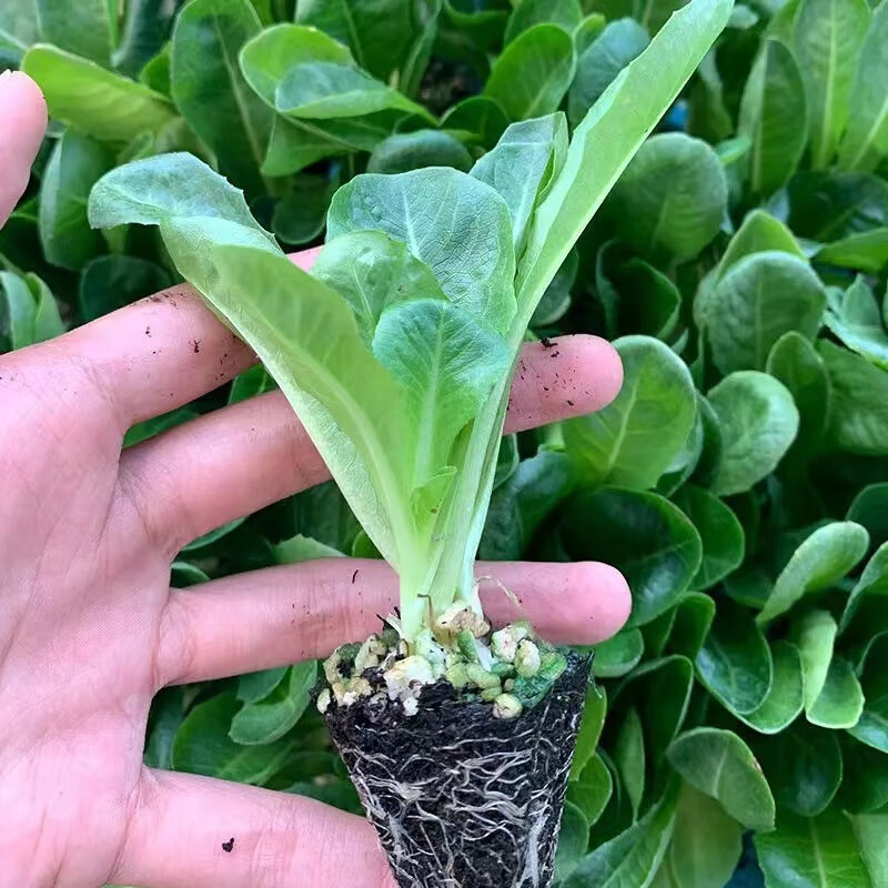 秋颖孔雀菜种子种苗咖啡菜种子种苗子四季种植包成活简单好种植 孔雀菜苗5棵