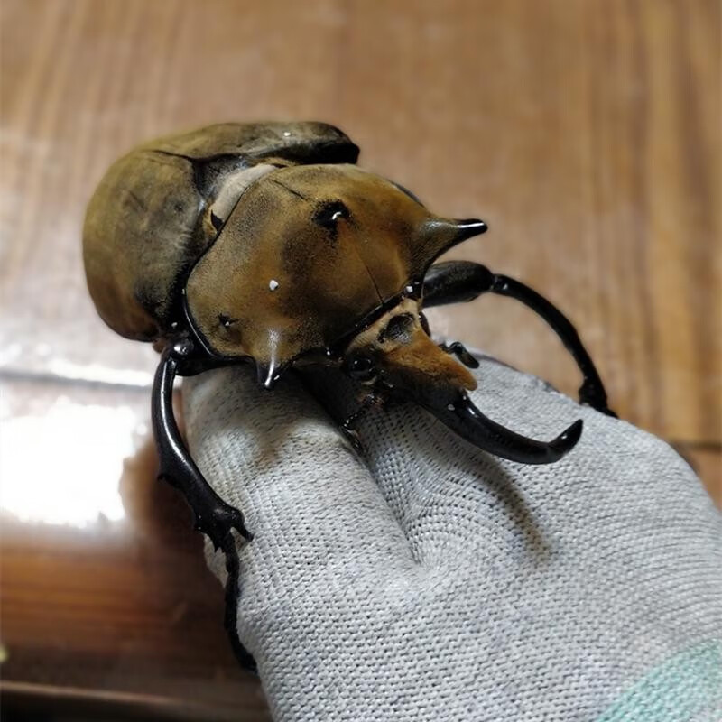 达泽侠中国大扁锹甲成虫活体甲虫 昆虫 锹形虫斗虫好养易活宠物独角仙