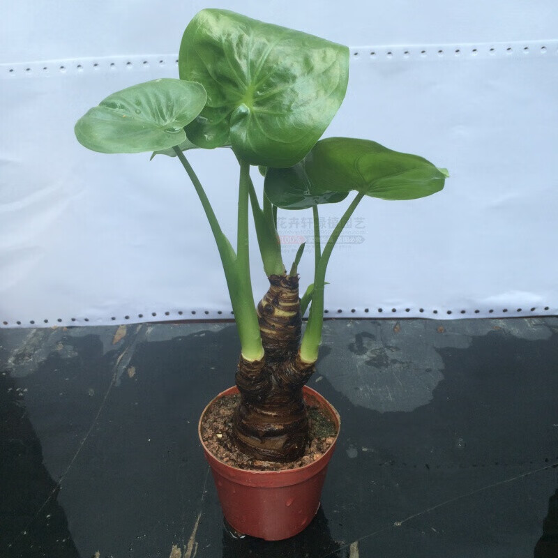 春花妙意水培大叶千手观音盆栽花小植物室内桌面盆景滴水观音千佛手