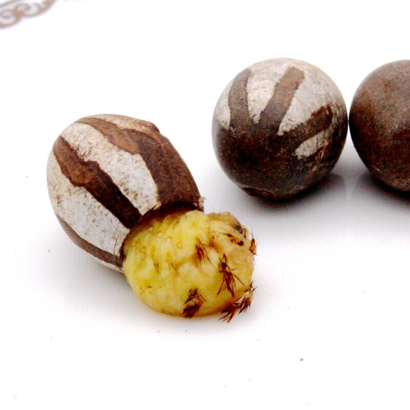 虎钢馋东北杨拉罐刺蛾洋辣子罐蛋蜜袋坦克虫羊喇活体美味昆虫 250g杨