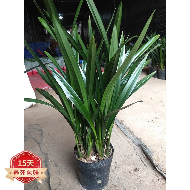 电商花卉价格变化查询|花卉价格走势图