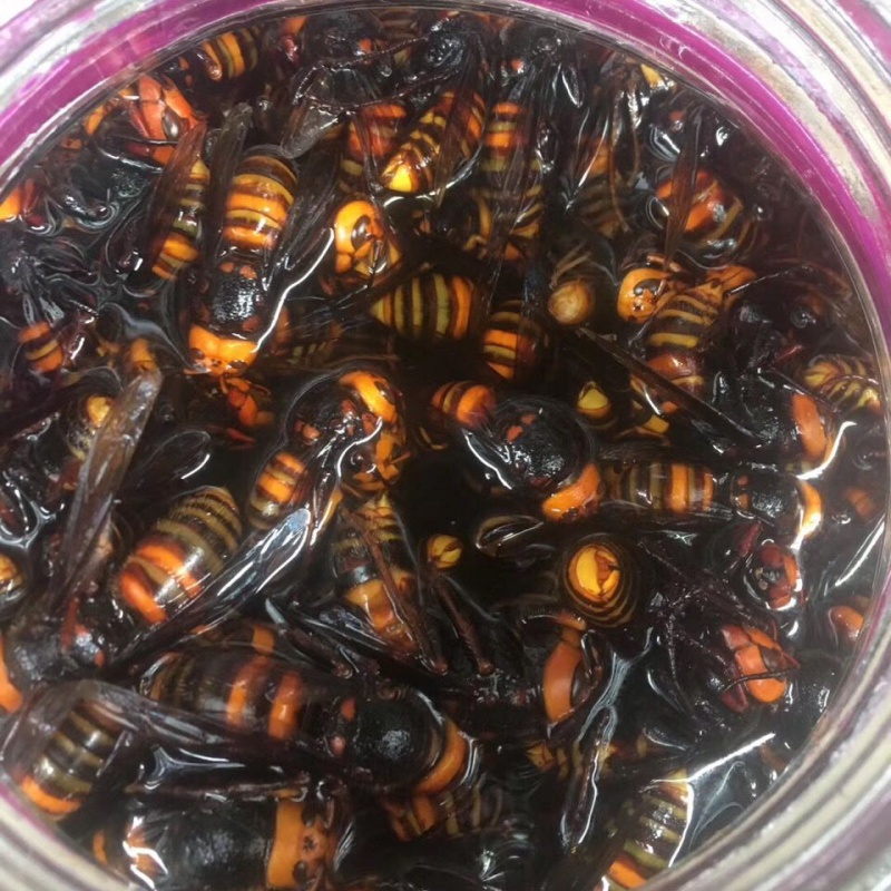 胡蜂黄蜂马蜂虎头蜂泡酒料蚂蜂活体新鲜蜂蛹 养生泡酒药材 加酒保存