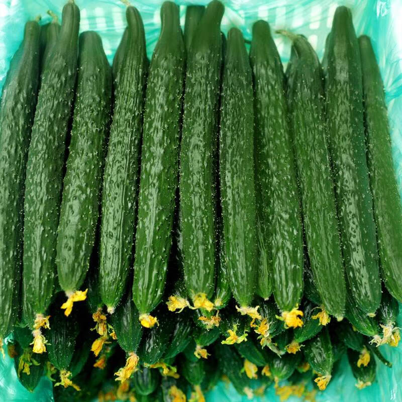 禧利郎新鲜长黄瓜蔬菜带刺青瓜脆嫩生吃大黄瓜 3斤