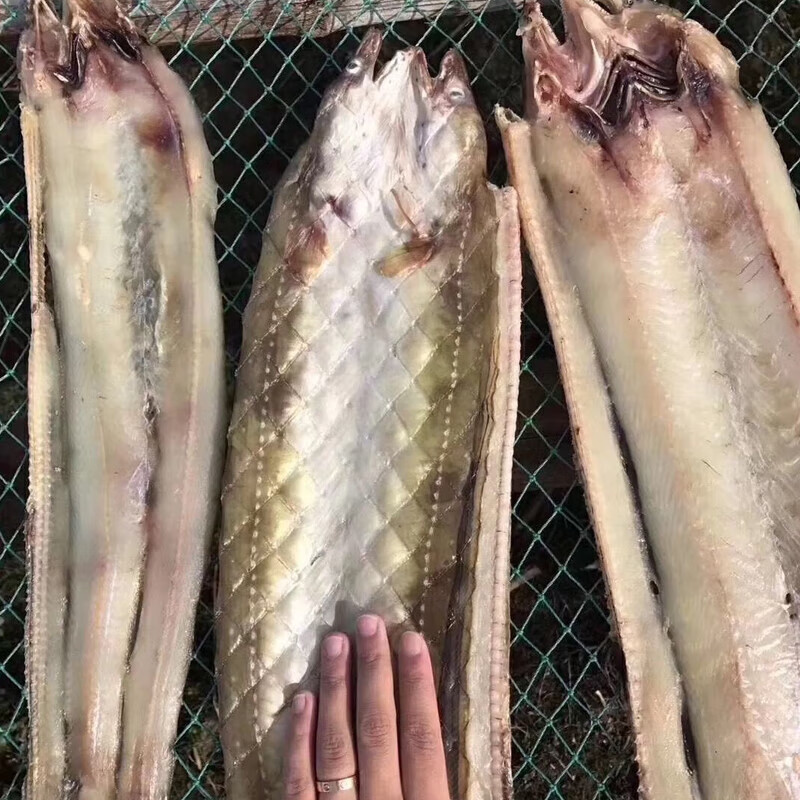 舟山特产沙鳗油鳗鲞500g淡晒新风鳗鲞鳗鱼干宁波本地七星鳗非干货
